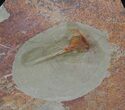 Xiphosurida Arthropod - Horseshoe Crab Ancestor #62661-1